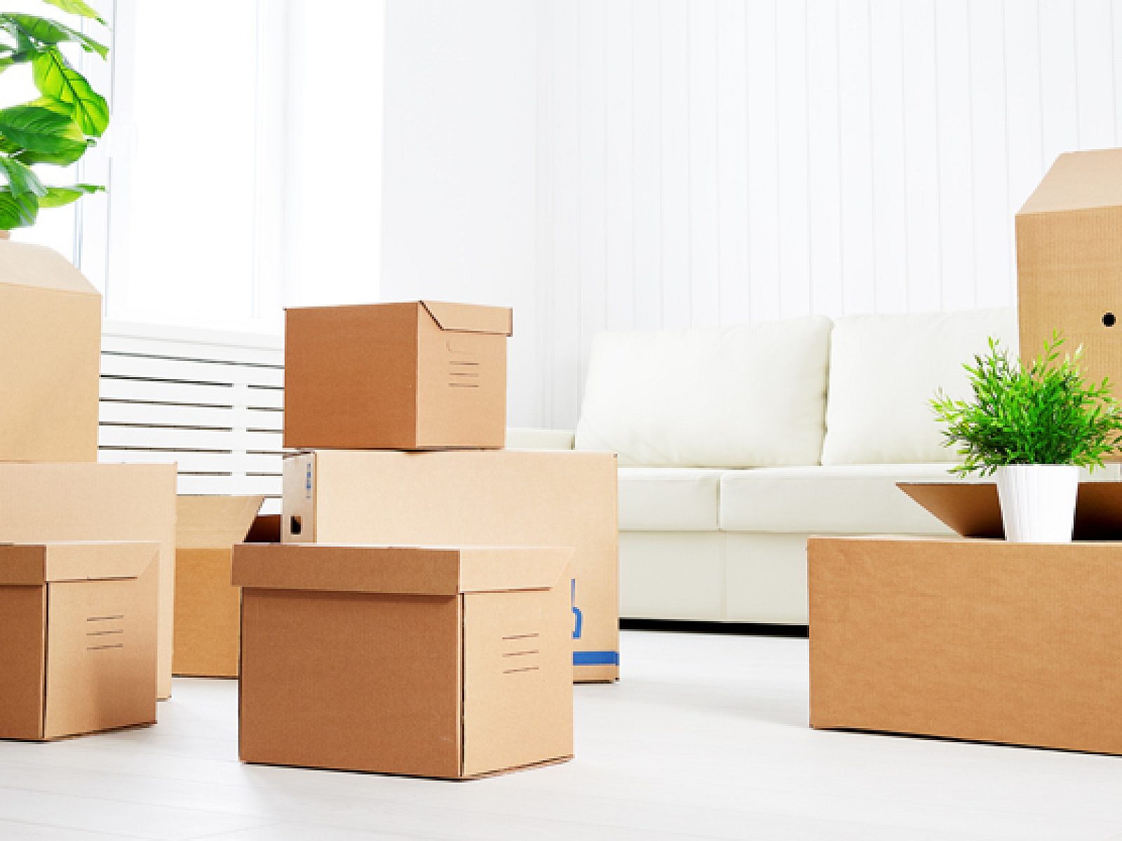 Bright room white walls brown moving boxes stacked throughout. Tall houseplant in the background
