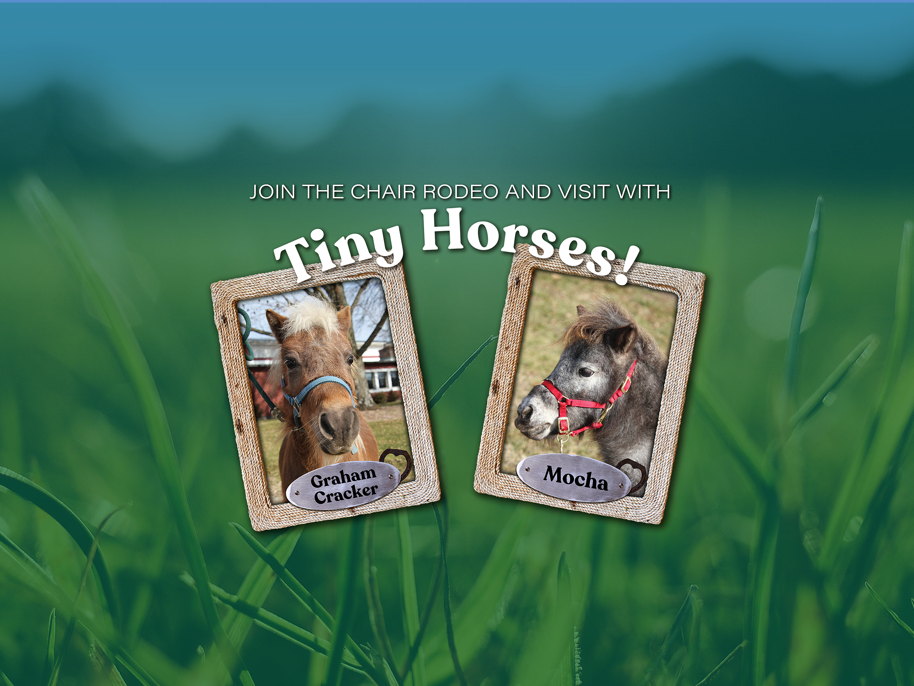 Mini Horse header 1