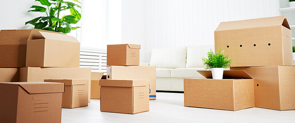 Bright room white walls brown moving boxes stacked throughout. Tall houseplant in the background